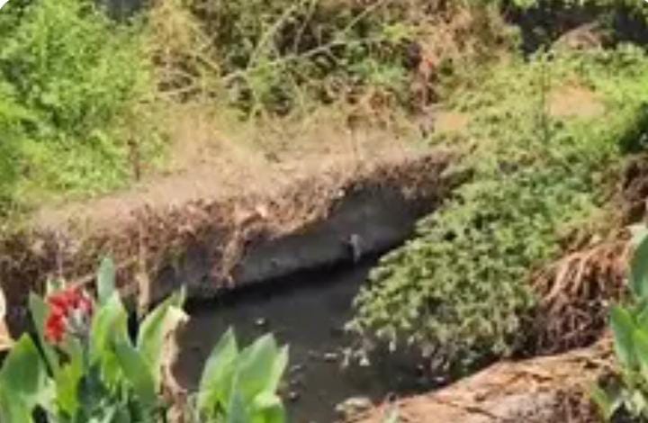 રૂપારેલ કાંસના ભાગની સફાઈ હજી થઈ નથી