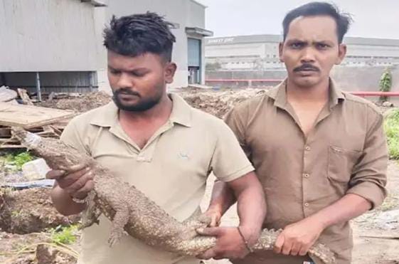 વડોદરા નજીક આવેલા પોરની કંપનીમાંથી ત્રણ ફૂટનો મગર પકડાયો