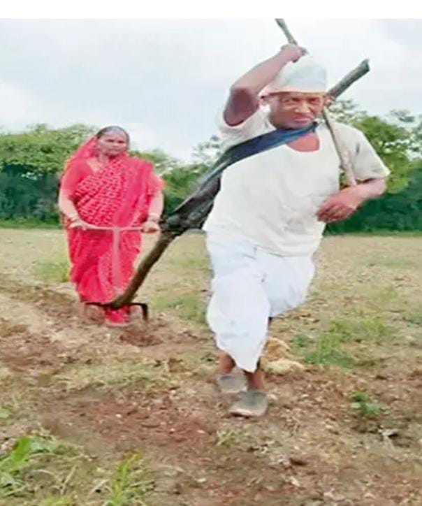 બળદની જગ્યાએ ખેડૂત જોતરાયા પાછળ તેમના પત્ની દાણા વેરતા