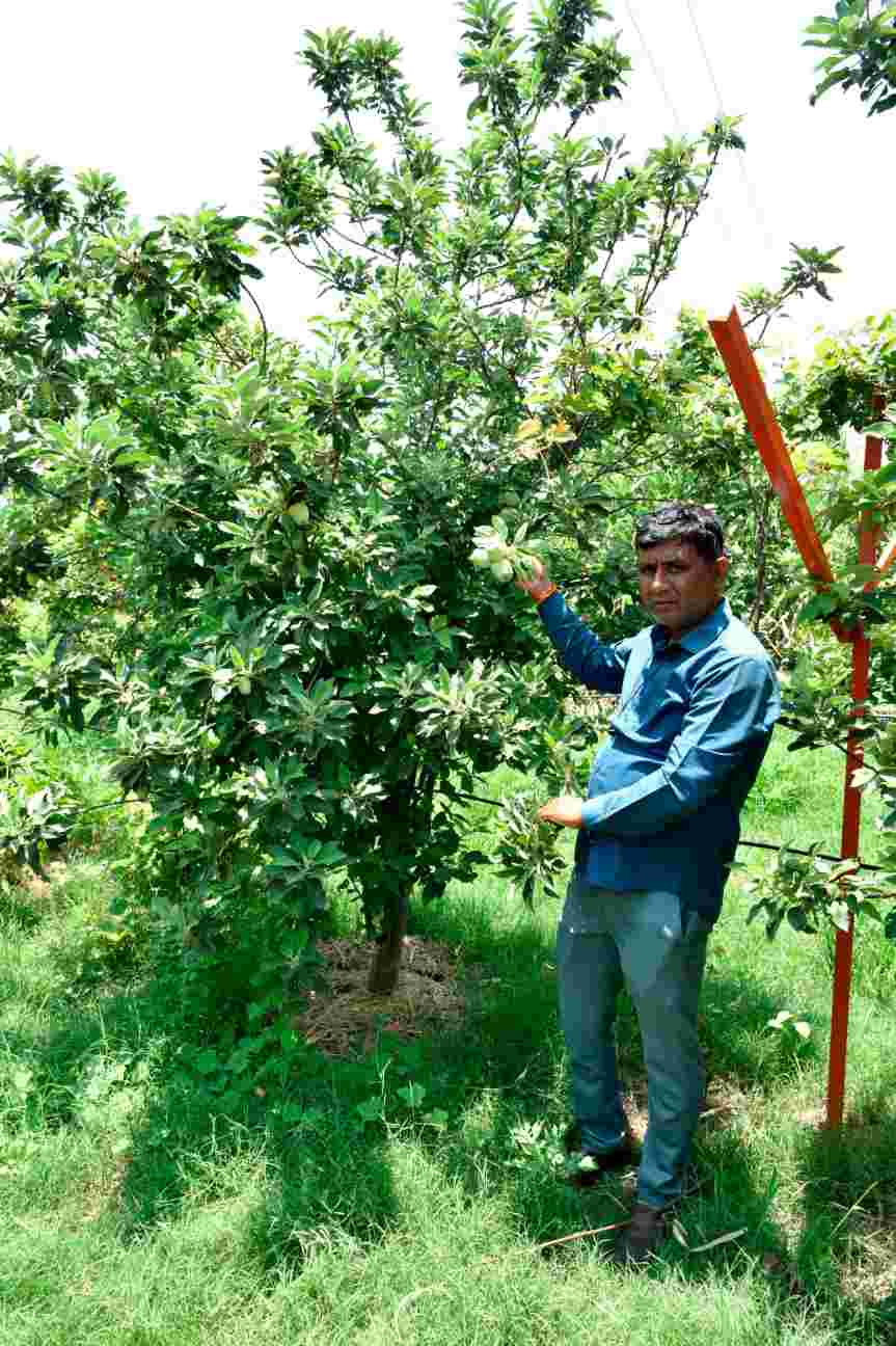 વડોદરાની ગરમીમાં સફરજનની સફળ ખેતી કરતા પ્રગતિશીલ ખેડૂત ધર્મેશકુમાર પટેલ
