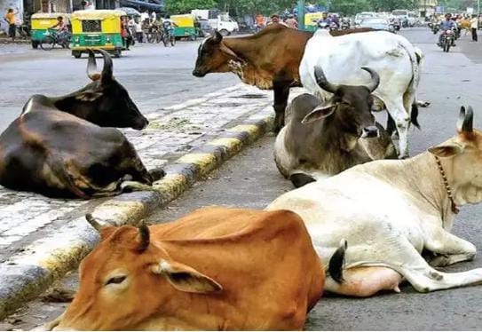 ગાયને બચાવવા માટે ડ્રાઇવર પ્રયત્ન કરતા બસ રસ્તાના ડિવાઈડર ઉપર ચડી ગઈ 