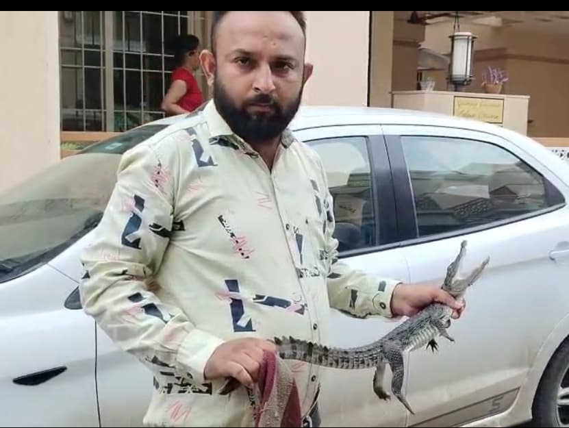 મગર બચ્ચાનું રેસ્ક્યુ કરાયું