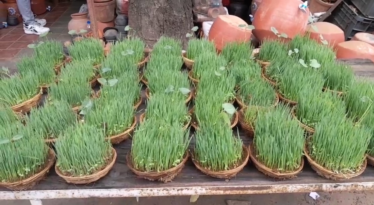ગૌરી વ્રત અને હવે ગણતરીના દિવસો બજારોમાં તૈયાર જવારાનું વેચાણ શરૂ