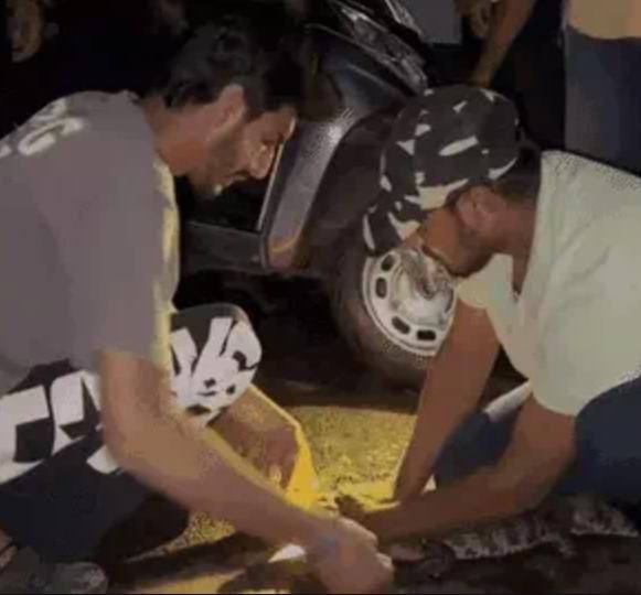 મોડી રાત્રે ફતેગંજના EME કેમ્પસમાં મગર ઘૂસ્યો:વન વિભાગની ટીમે ત્રણ ફૂટના મગરને રેસ્ક્યૂ કર્યો