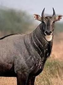 કેનાલમાં પડી ગયેલી નીલગાયને બહાર કાઢ્યા બાદ તેનું મોત 