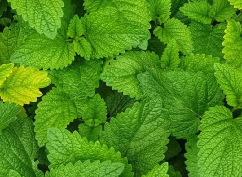 આયુર્વેદિક ઉપચાર : ફુદીનાના પાન ખાવાના ફાયદા