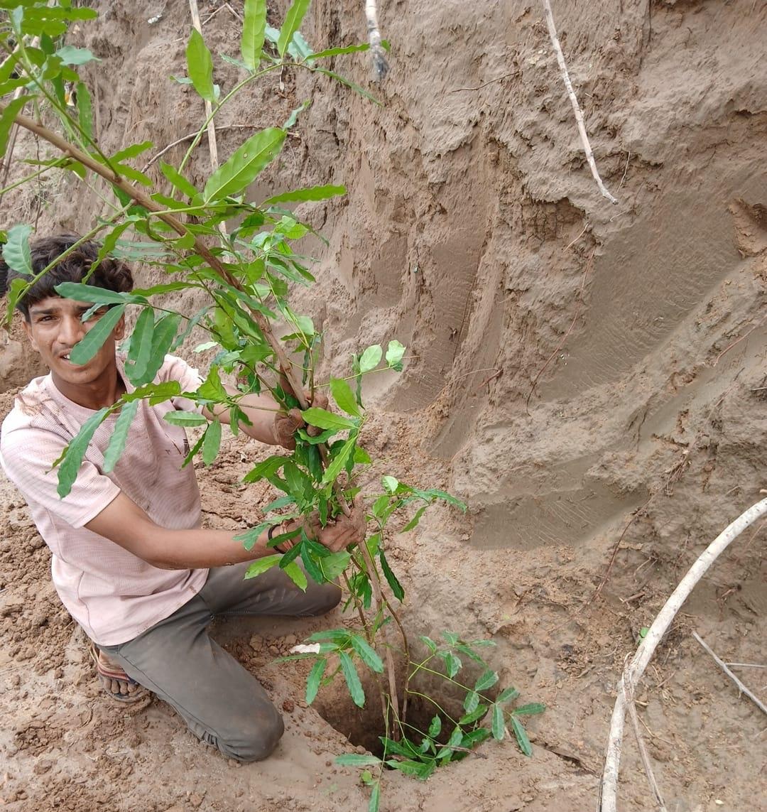 વિશ્વામિત્રીના કિનારે  4 હજાર વૃક્ષોના રોપણની કામગિરીની શરુઆત 