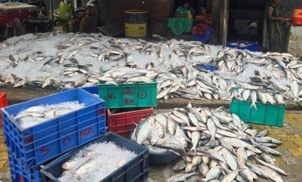 બરફના અભાવે હિલ્સા માછલીનો ભાવ ગગડી માત્ર 100 રૂપિયે પહોંચ્યો : માછીમારોને પકડેલી હજારો માછલીઓને ફેકવાનો વારો આવ્યો