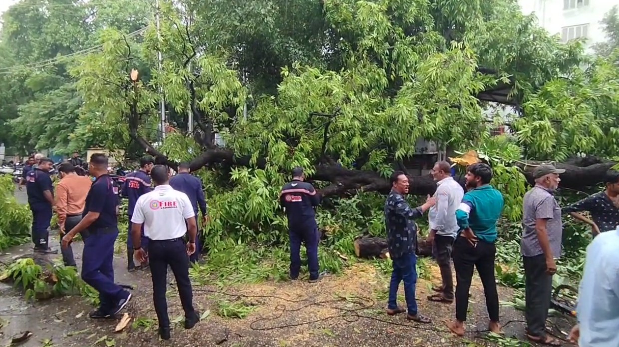 રાવપુરા પોસ્ટ ઓફિસ નજીક વૃક્ષ ધરાશયી: વાહનો વૃક્ષ નીચે દબાયા