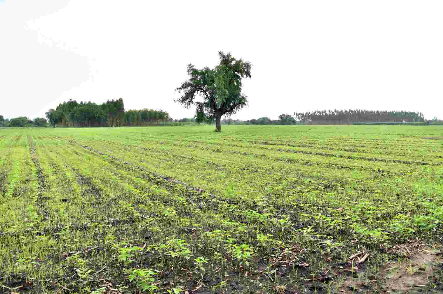 વડોદરા જિલ્લામાં કુલ વાવેતરની સાપેક્ષે ૧૪ ટકા જમીનમાં ખરીફ પાકની વિષમુક્ત વાવણી 