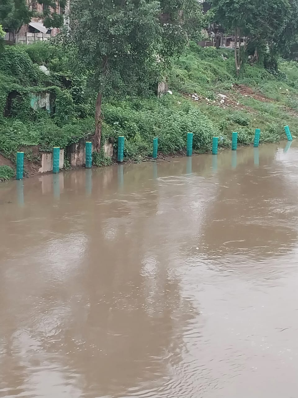 વિશ્વામિત્રી નદીમાં કાંઠા પર માટીનું ધોવાણ અટકાવવા વૃક્ષો રોપવામાં આવ્યા