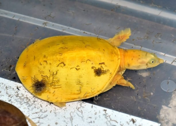 ચિખોદ્રા ગ્રામ્યમાં દુર્લભ પીળા રંગના બાળ કાચબો મળ્યો