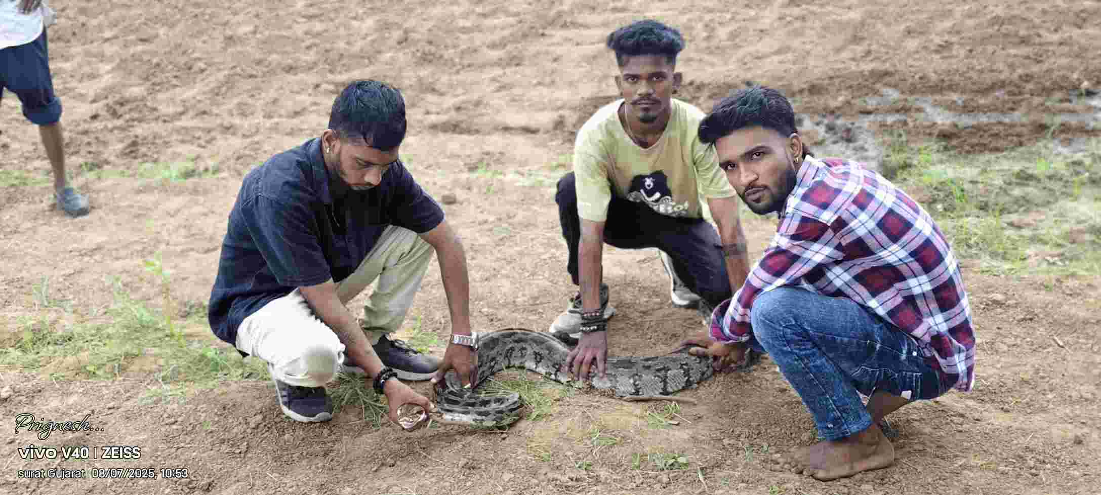 ખેતરમાં પાણી આપવાના પાઇપમાં આઠ ફૂટનો અજગર પકડવામાં આવ્યો