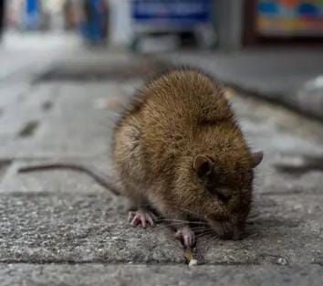 સૌથી સમૃદ્ધ શહેર ન્યૂયોર્ક આજ-કાલ ઉંદરોથી ત્રાસી ગયું છે!!