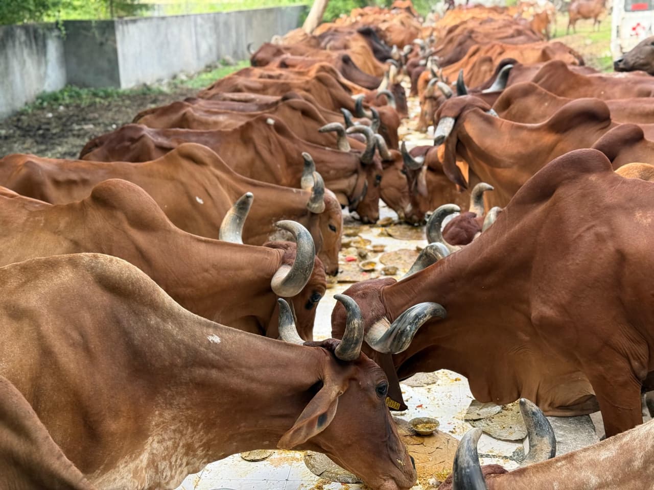 33 કોટી દેવી-દેવતાઓનો વાસ ધરાવતી ગૌ માતા અને નંદીજી મહારાજની અનોખી સેવા