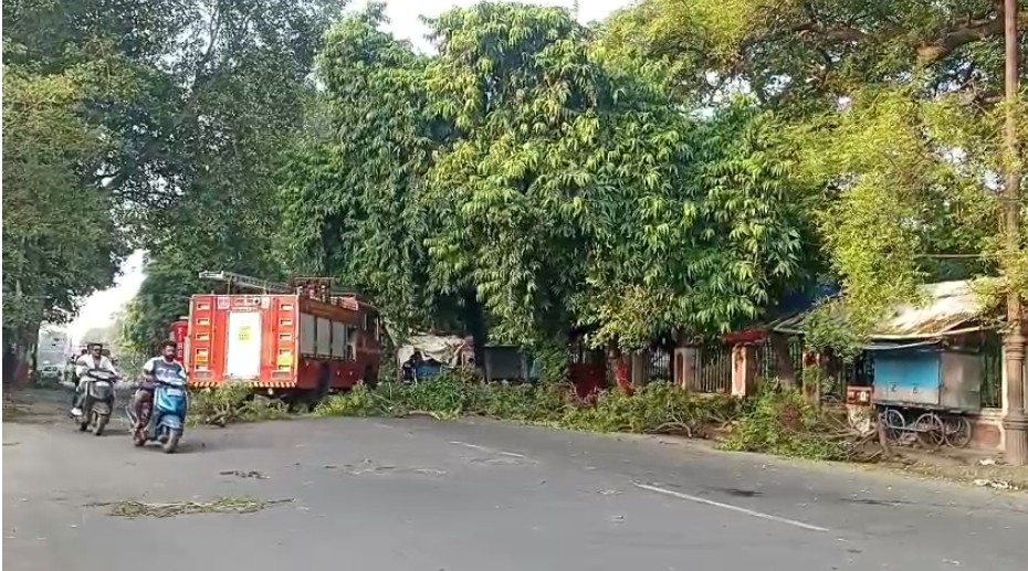 સીટી સર્વેની ઓફિસના કમ્પાઉન્ડ ખાતે મોટુ વૃક્ષ વહેલી સવારે ધરાશાહી