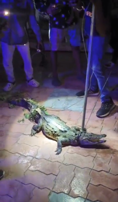 અણખોલ ગામમાં ચાર ફૂટનો મગર ઝડપાયો