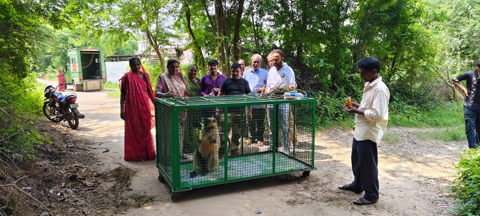 વડોદરા પાસે ફાજલપુર ગામે ઉપદ્રવી વાંદરો પાંજરે પુરાયો