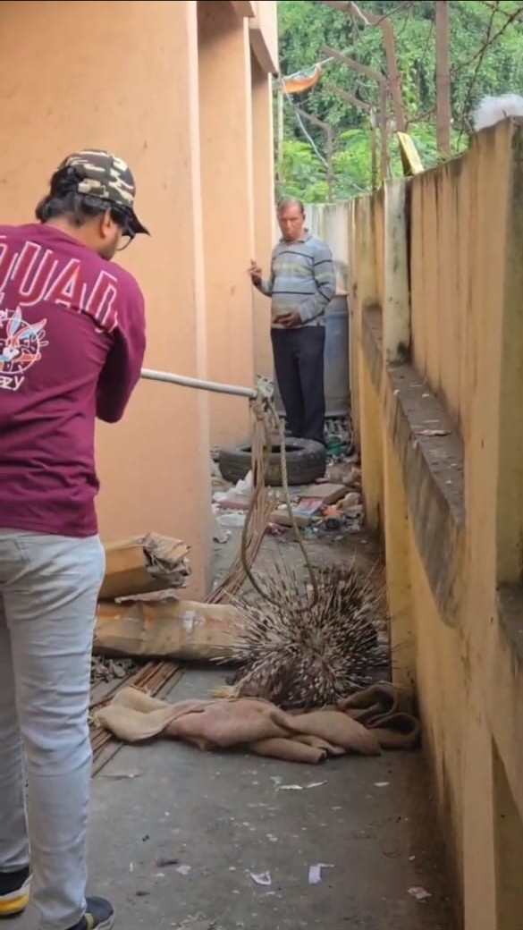 નિઝામપુરા જિમખાના રોડ પર શાહુડીનું અકસ્માત 