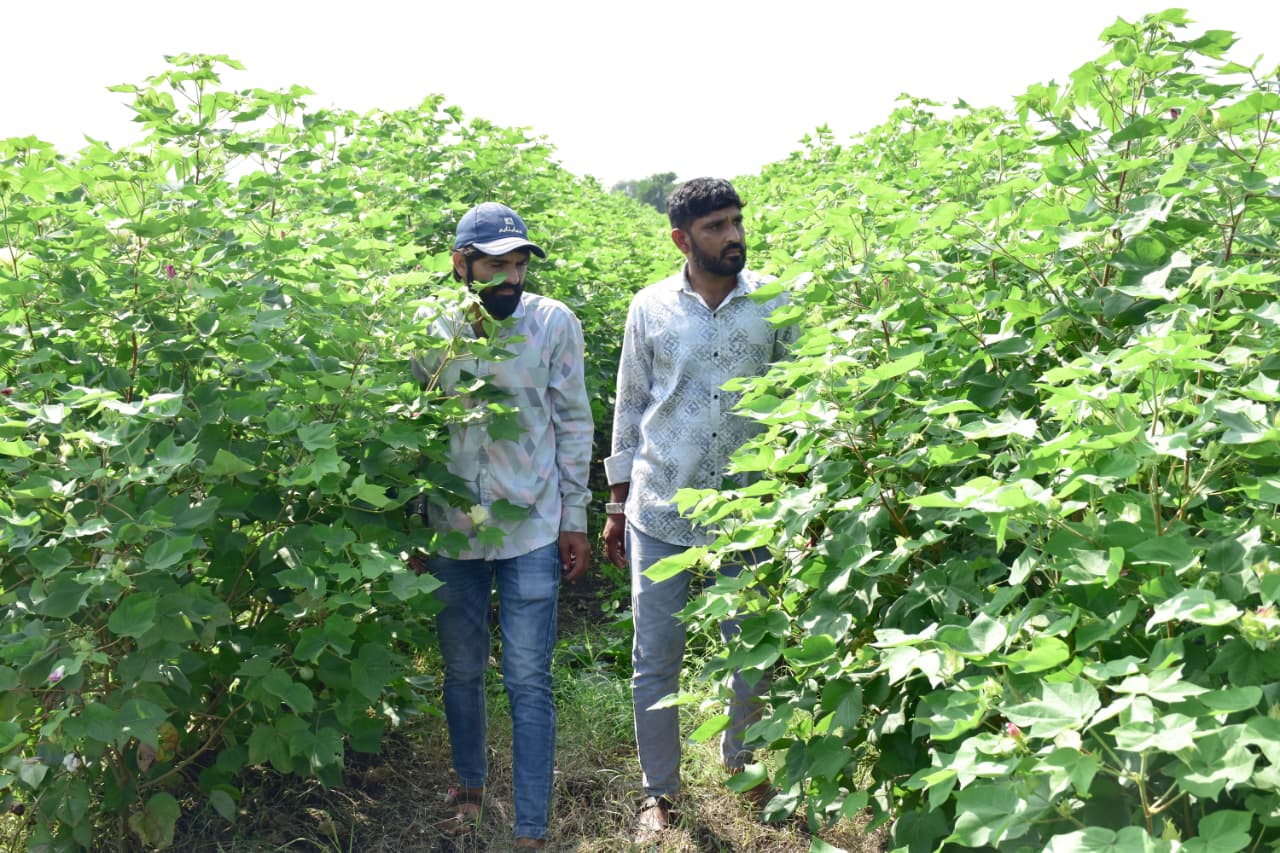 ૨૦ વિઘામાં પ્રાકૃતિક કૃષિ પદ્ધતિથી ઉત્કૃષ્ટ ગુણવત્તા સાથે મબલખ ઉત્પાદન અને સારો નફો મેળવી રહ્યા છે અનિલભાઈ રબારી