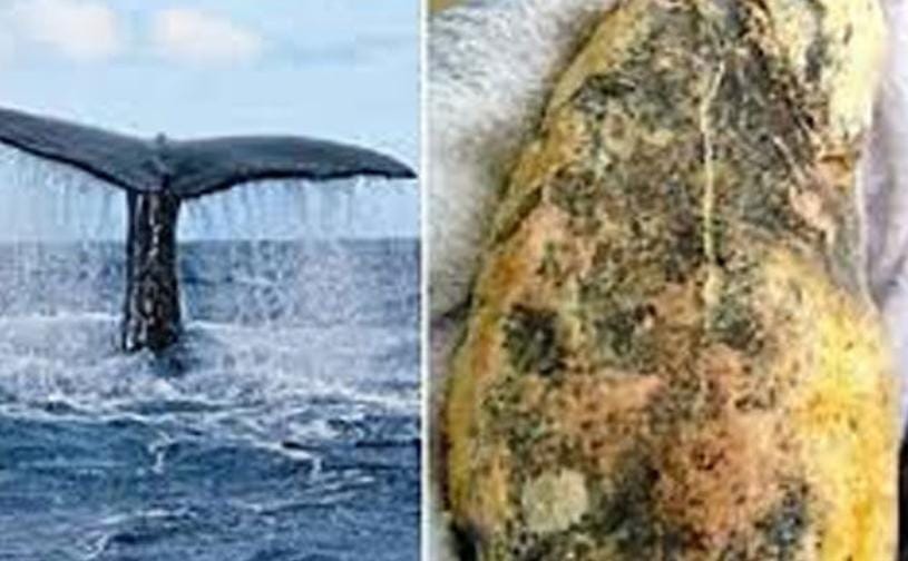 રાજકોટમાં પહેલી વખત 49.80 લાખની કિમતનો એમ્બરગ્રીસનો જથ્થો પકડાયો