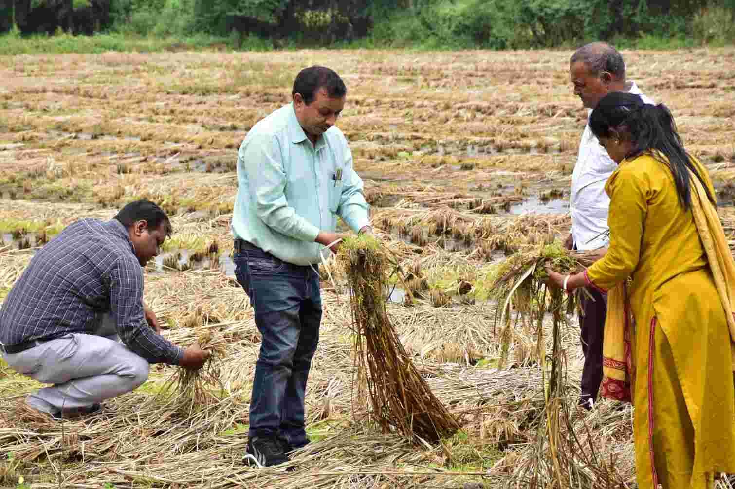 વડોદરાના ૪૦૬ ગામોમાં માવઠાથી પાક નુકસાનીનો સર્વે થયો પૂર્ણ 