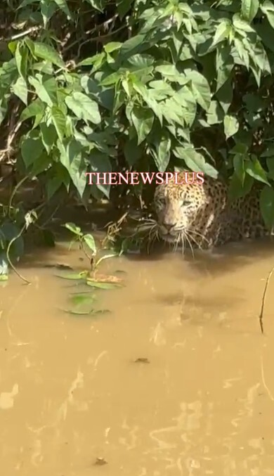 સાવલી તાલુકાના મોકસી ગામની સીમમાં દીપડાને વન વિભાગના પાંજરે પુરાયો