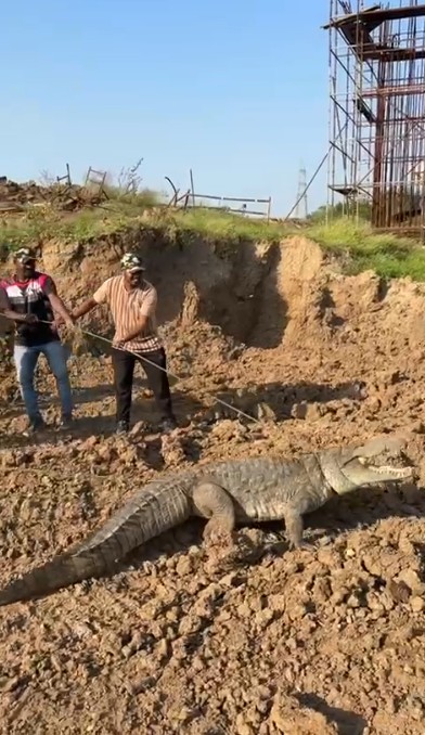 હેમંત વઢવાનાની ટીમ દ્વારા 9.5 ફૂટનો મગર રેસ્ક્યુ કર્યો