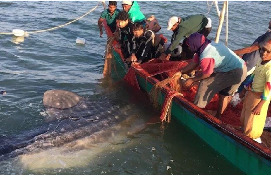 વ્હેલ શાર્ક માછલીને જાળમાંથી મૂકત કરવાનું અભિયાન: 1000 જેટલી મહાકાય શાર્ક વ્હેલ માછલીને  બચાવી