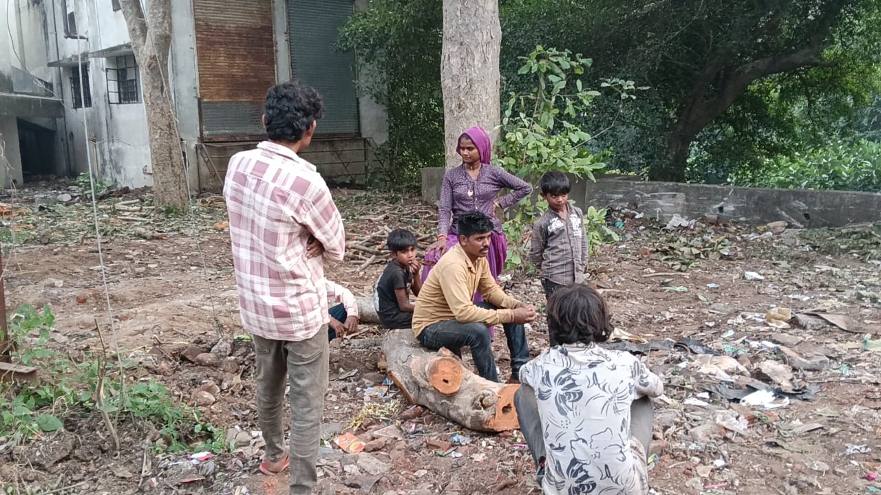 મહારાજા સયાજીરાવ યુનિવર્સિટીમાંથી વૃક્ષો કાપતા ઝડપાયા 