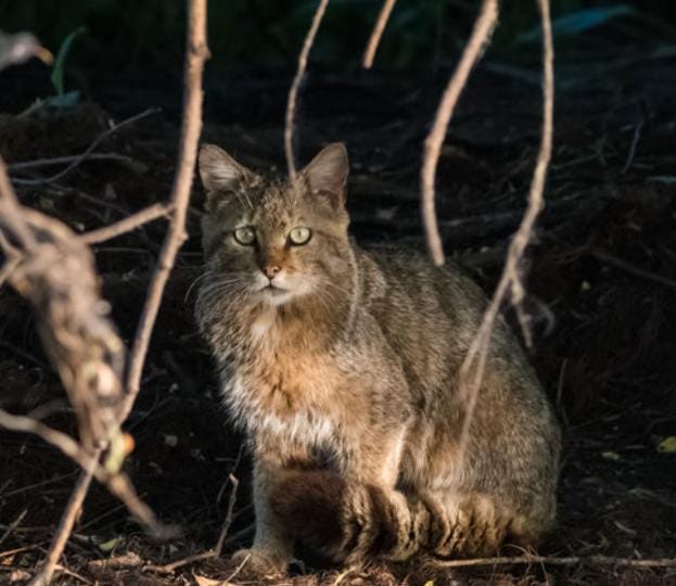 શાંતિપ્રિય દેશે કર્યું ચોંકાવનારું એલાન, 25 લાખ સ્ટોન કોલ્ડ કિલર્સનો કરાશે સફાયો