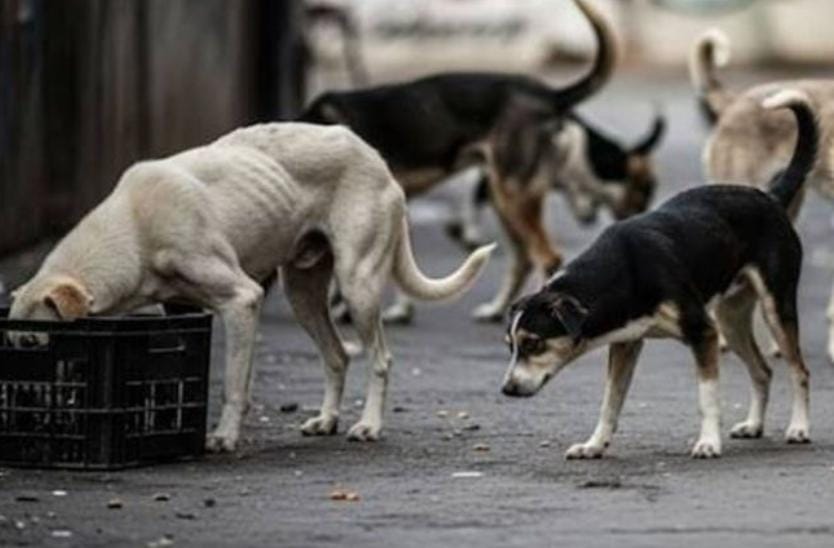 શ્વાનની ગણતરીની જવાબદારી તલાટીઓના માથે થોપી દેવાઇ: રખડતાં નર અને માદા શ્વાનની ઓળખ કરવાની રહેશે