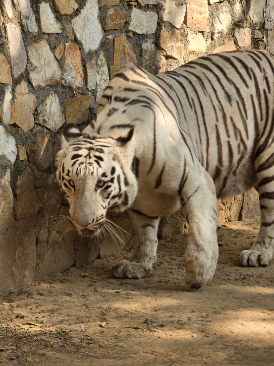 સયાજીબાગ પ્રાણીસંગ્રહાલયમાં સફેદ વાઘની જોડીનો ઉમેરો, 40 વર્ષ બાદ દુર્લભ પ્રજાતિનું પુનઃઆગમન.