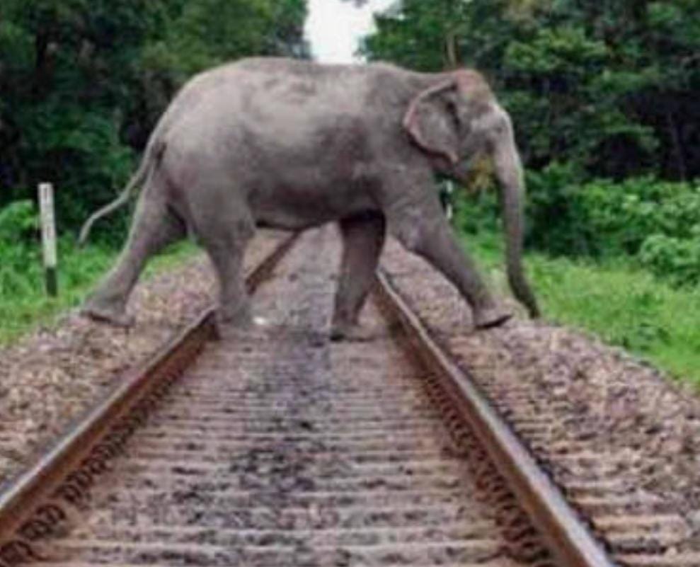 રાજધાની એક્સપ્રેસની અડફેટે અનેક હાથીના મોત: 5 ડબા ખડી પડ્યાં