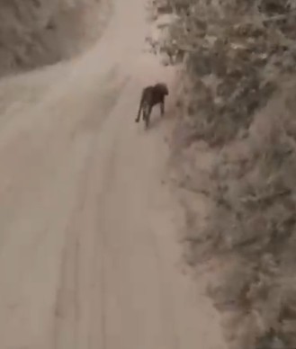 પોઈચા-કનોડા ખેતરમાં દીપડાનો આતંક