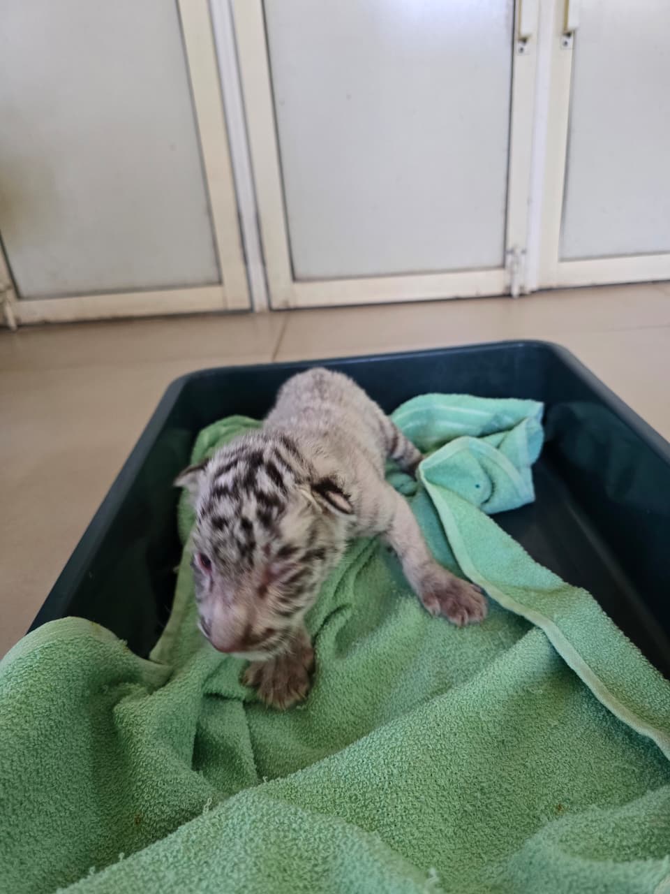 સયાજી બાગમાં સફેદ વાઘણ રાધાએ બચ્ચાને જન્મ આપ્યો