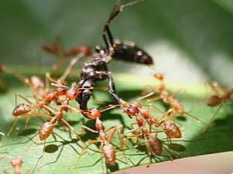 ચીન અને યુરોપના અનેક દેશોમાં કીડીઓને પાળવાનો અનોખો ક્રેઝ: નૈરોબીના ઍરપોર્ટ પરથી એક ચીની નાગરિકની કીડીઓની તસ્કરી માટે ધરપકડ