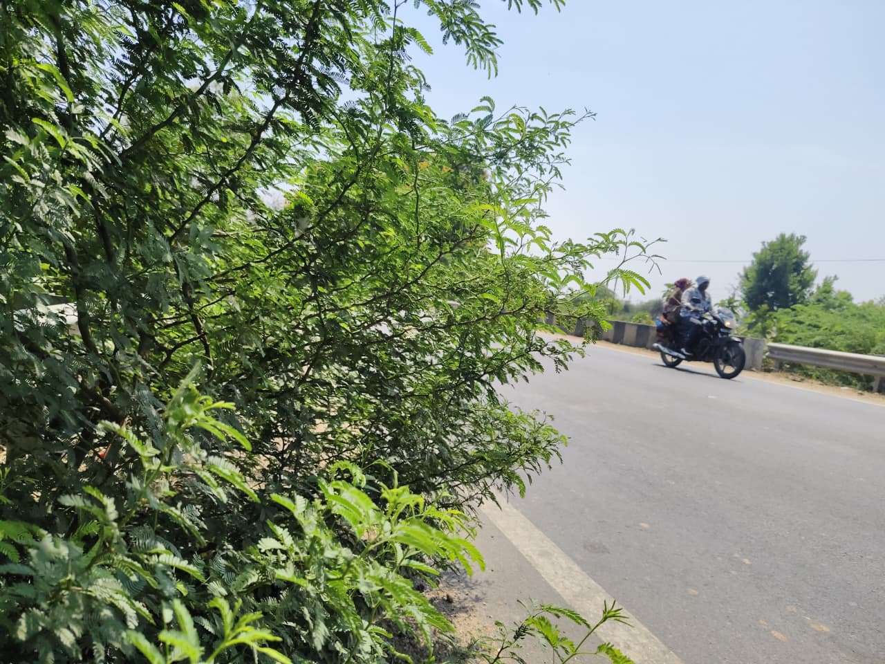 તરસાણા હાઇવે પર ગાંડા બાવળોનું સામ્રાજ્ય: વાહનચાલકોના માથે જોખમ, તંત્રની નિષ્કાળજી સામે રોષ