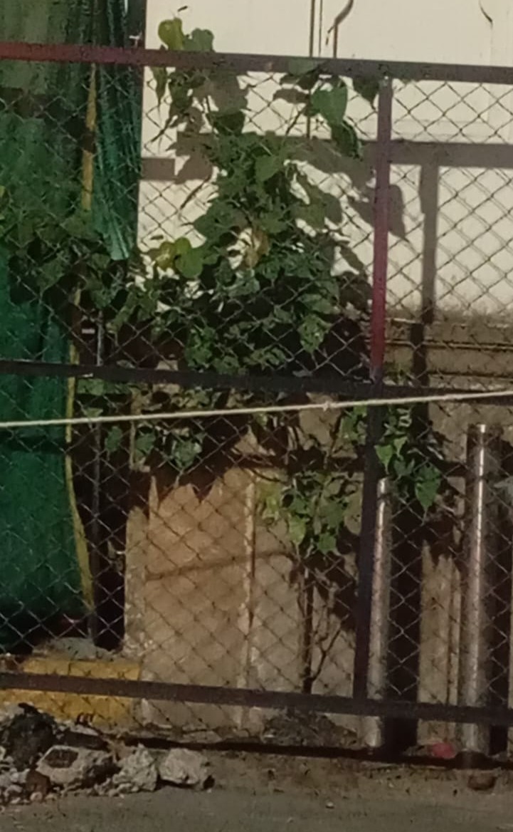 વિરાસતથી વિકાસ કે વિરાસતનો વિનાશ?