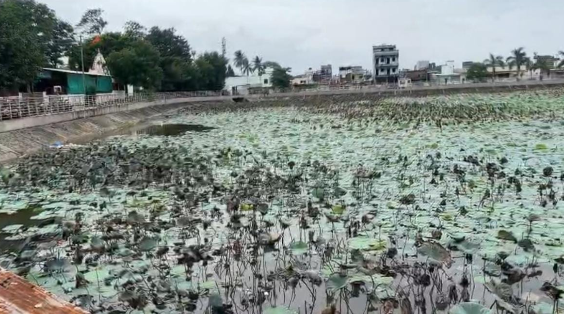 કમલાનગર તળાવમાં જળકુંભીનું સામ્રાજ્ય