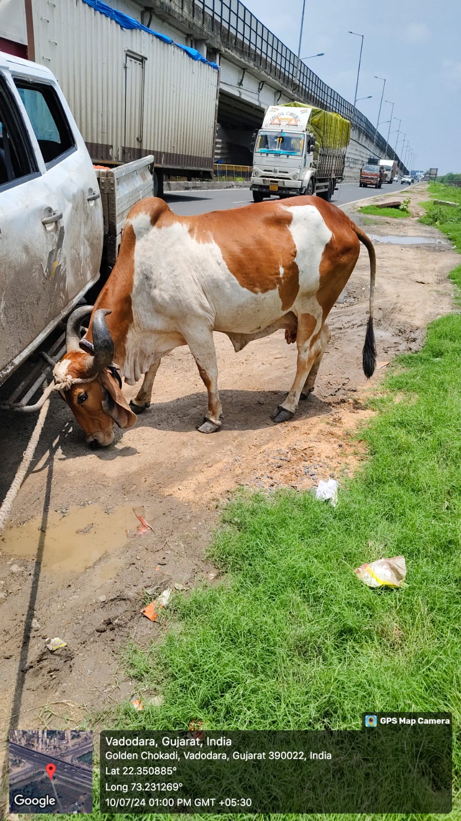 પાલિકાની ઢોર પાર્ટીના કર્મચારીઓ પર પશુપાલકે હુમલો કરતાં પોલીસ ફરિયાદ નોંધાઇ