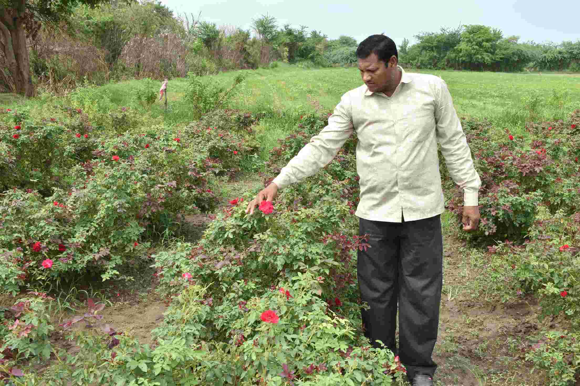 કાશ્મીરી ગુલાબની ખેતીએ વાઘોડિયાના પ્રભાતસિંહ પઢિયાર માટે ખોલ્યા આર્થિક સમૃદ્ધિના દ્વાર   