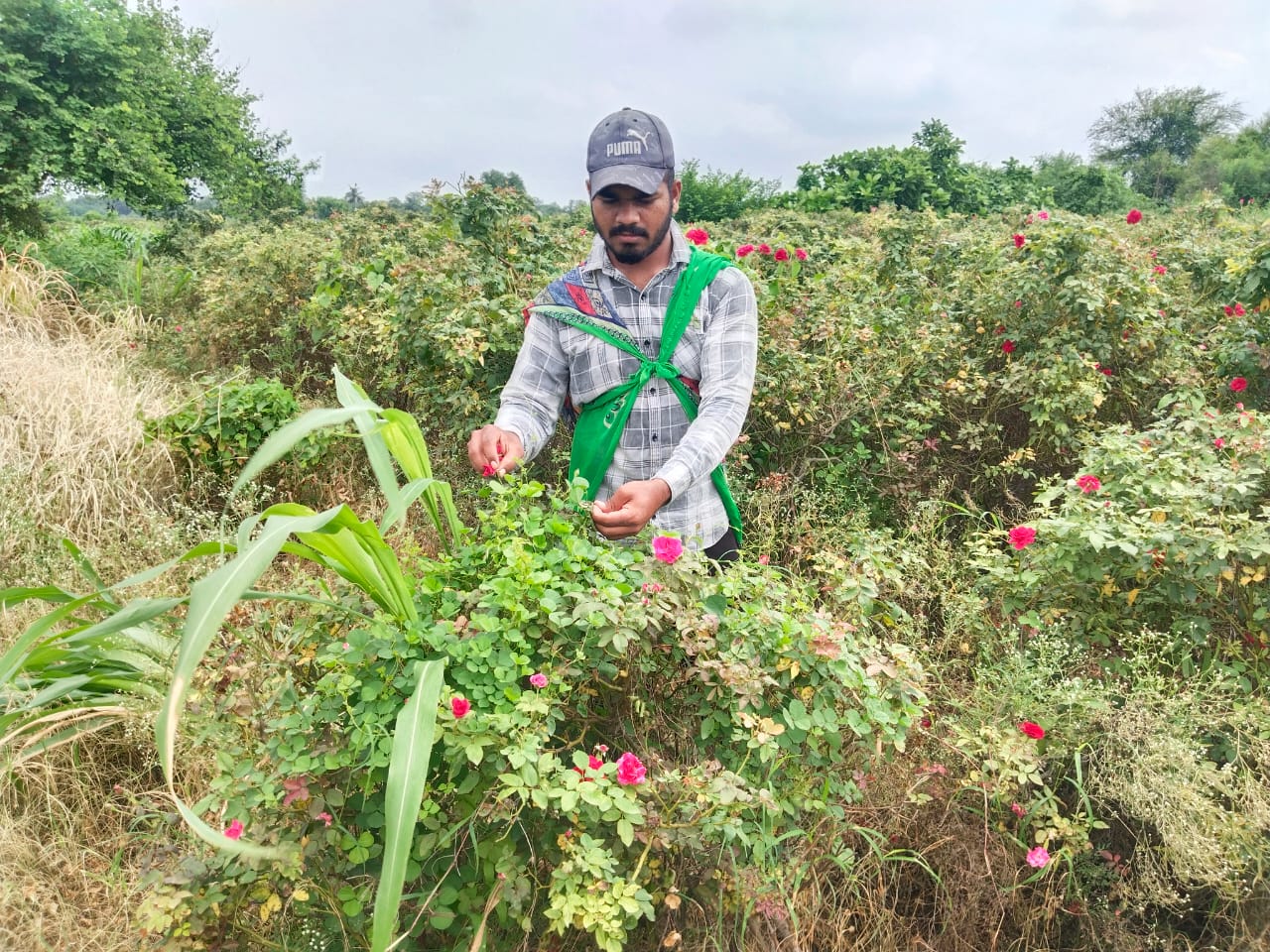 કોઠીયા: વડોદરા જિલ્લાનું એક એવું ગામ જ્યાં લગભગ ૮૫ ટકા ખેડૂતો કરે છે કાશ્મીરી અને દેશી ગુલાબની ખેતી