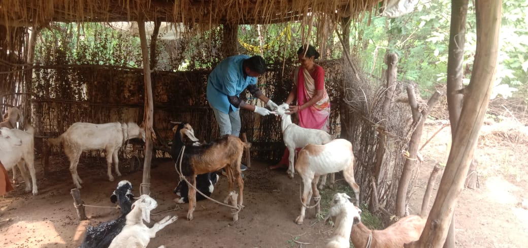 વડોદરા જિલ્લા પંચાયતની પશુપાલન શાખા દ્વારા પશુ આરોગ્ય મેળામાં ૧૨ હજાર ઉપરાંત પશુઓની સારવાર