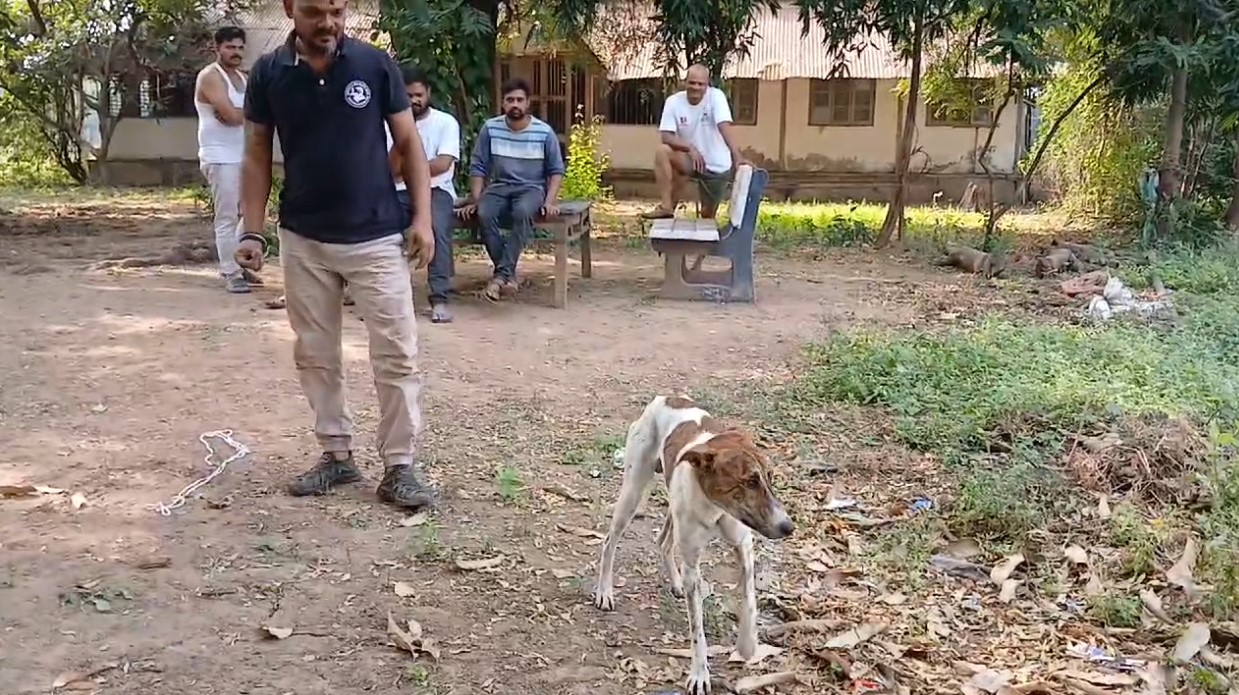 ડભોઇ ગામમાં ખેતરના ખુલ્લા કૂવામાં પડી ગયેલ કુતરાનું રેસક્યુ કરાયું 
