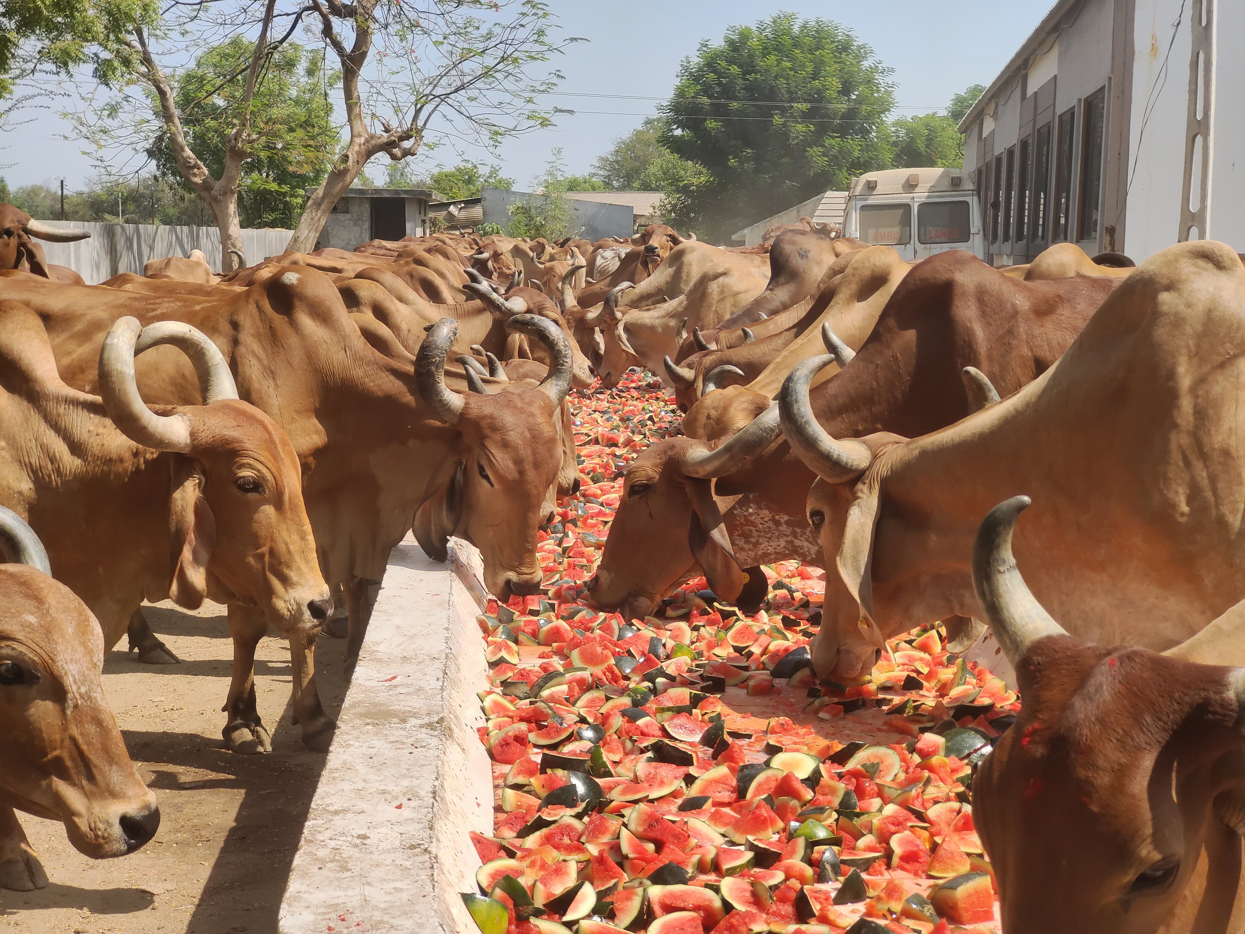 ગૌ માતાને પીરસાયો 2 હજાર કિલો તરબૂચનો મહાભોગ