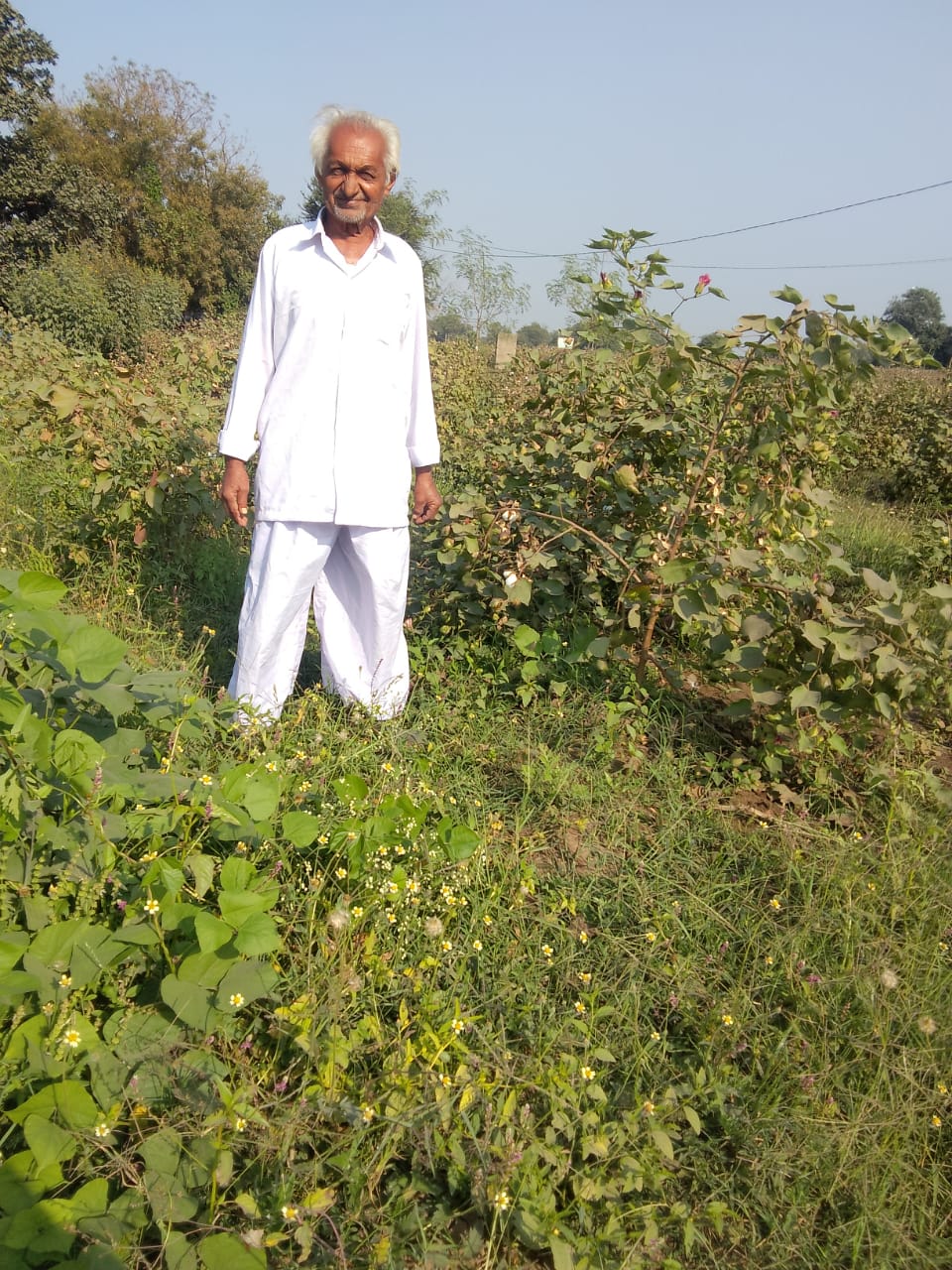 ડેસર તાલુકાના વરસાડાના પ્રગતિશીલ ખેડૂત રતુભાઈ પરમારે કપાસ અને અનેક શાકભાજીની પ્રાકૃતિક ખેતી ક